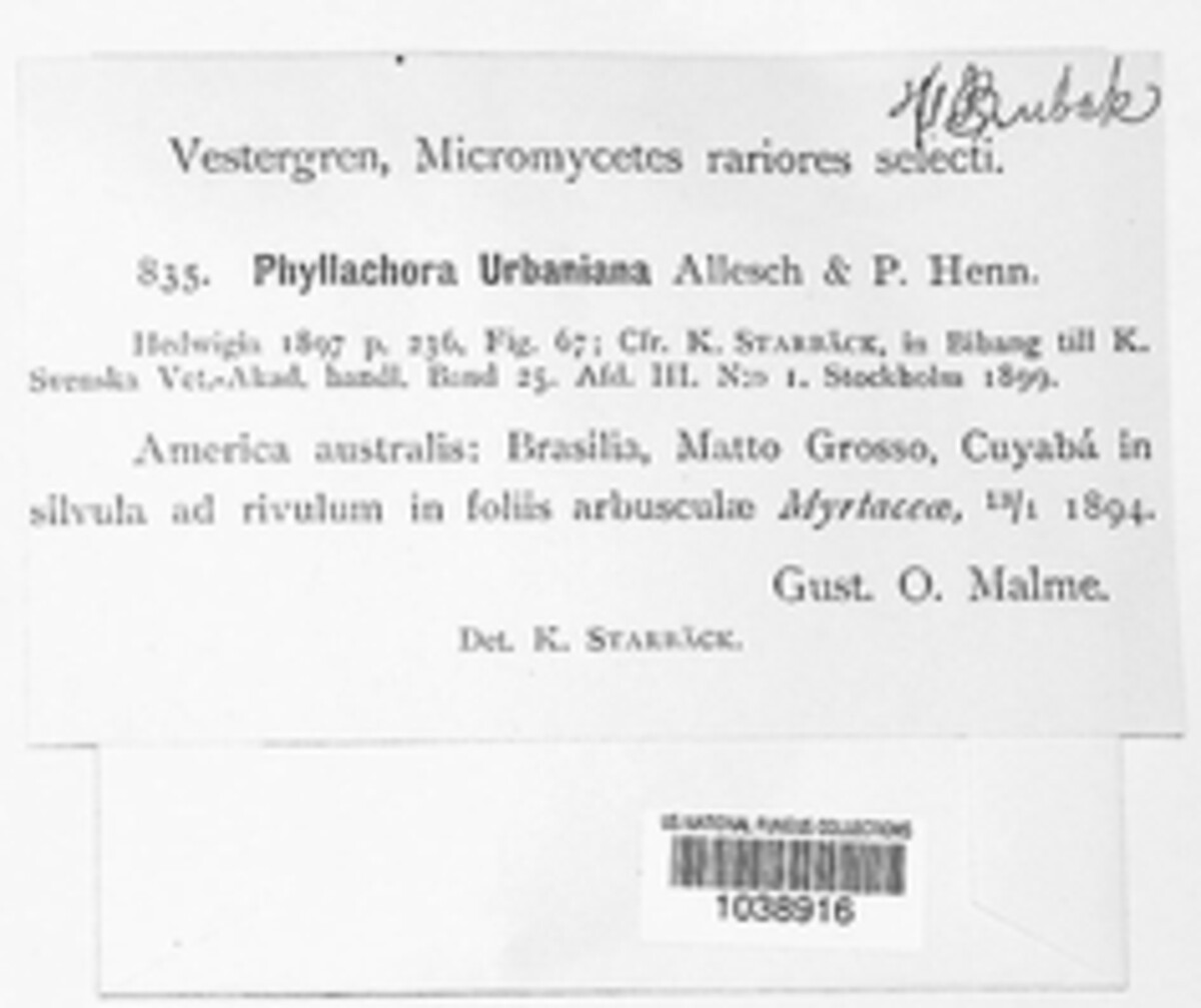 Phyllachora urbaniana image